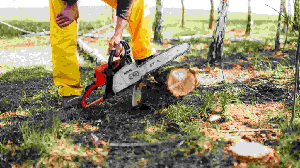 tree removal company oceanside ca