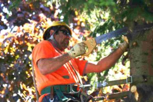 Tree remove service