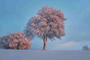 winter tree service